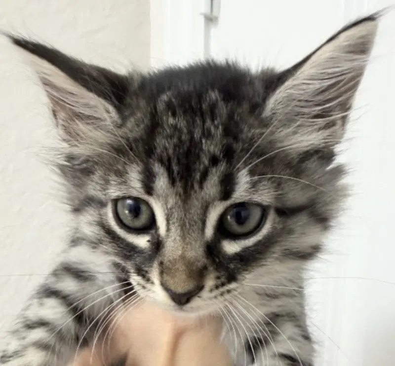 Tiger Lilly, a female Maine Coon kitten up for adoption