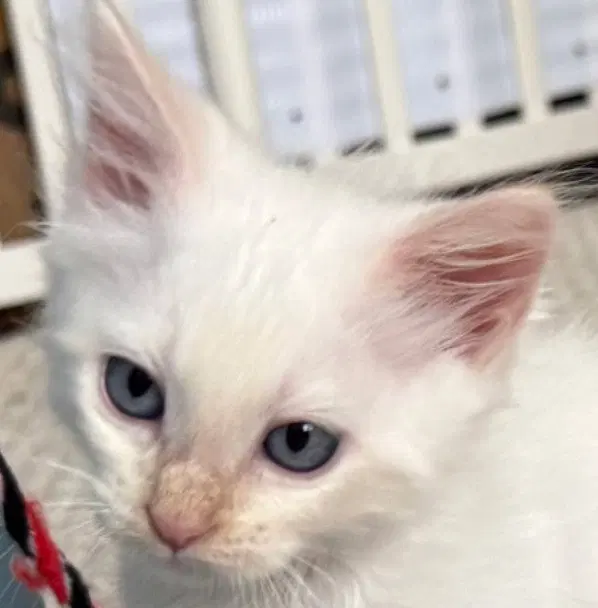 Enoki, a male Siamese kitten up for adoption