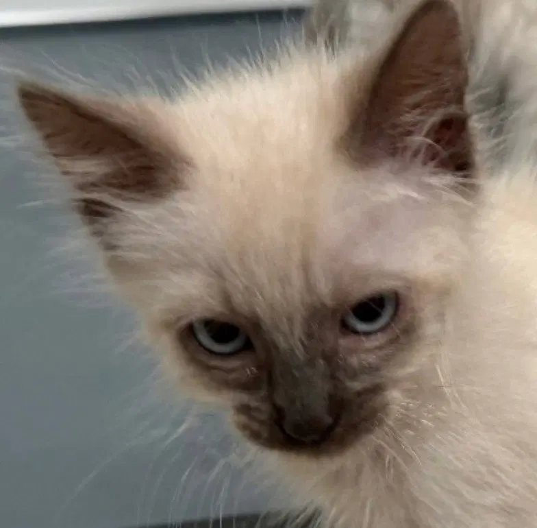 Porcini, a male Siamese kitten up for adoption