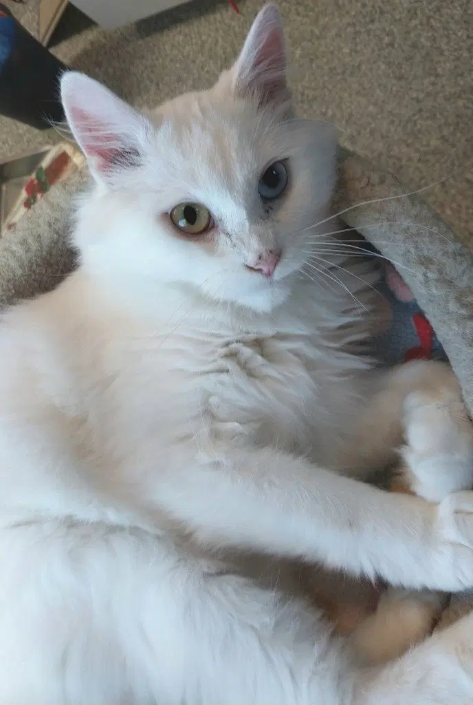 Moon Flower IN FOSTER, a young female cat up for adoption