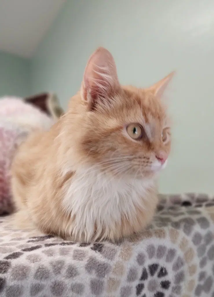 Linus IN FOSTER, photo 3