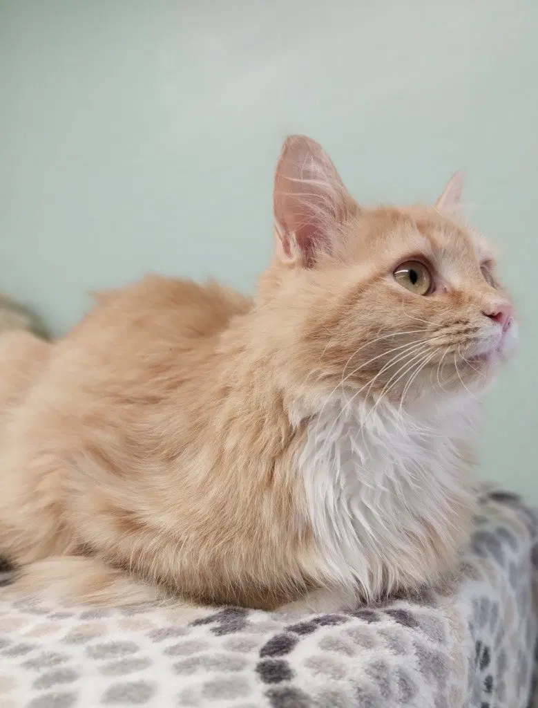 Linus IN FOSTER, photo 4