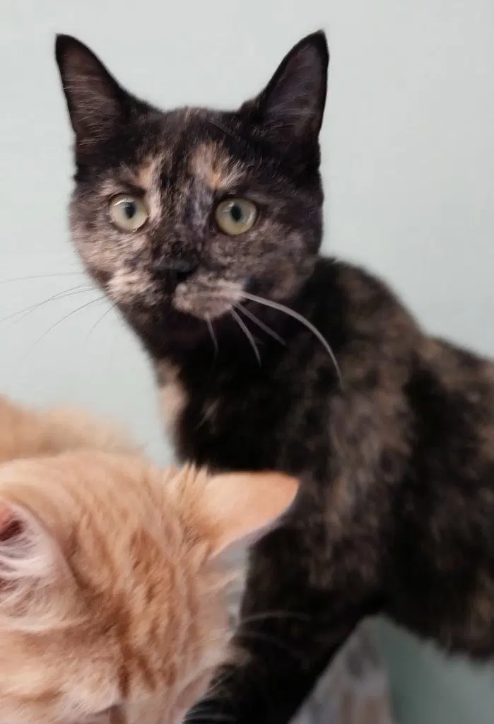Lucy IN FOSTER, a female kitten up for adoption