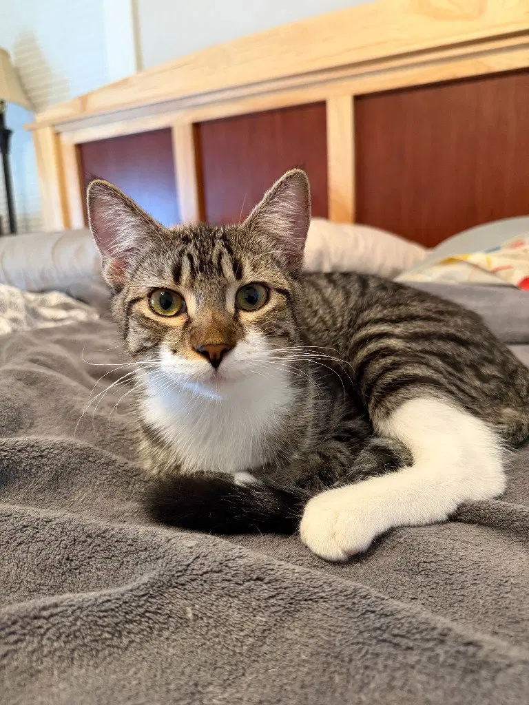 Nick Rivers, a young male cat up for adoption