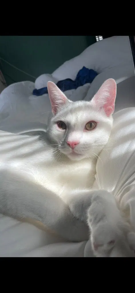 Mouse, an adult male cat up for adoption