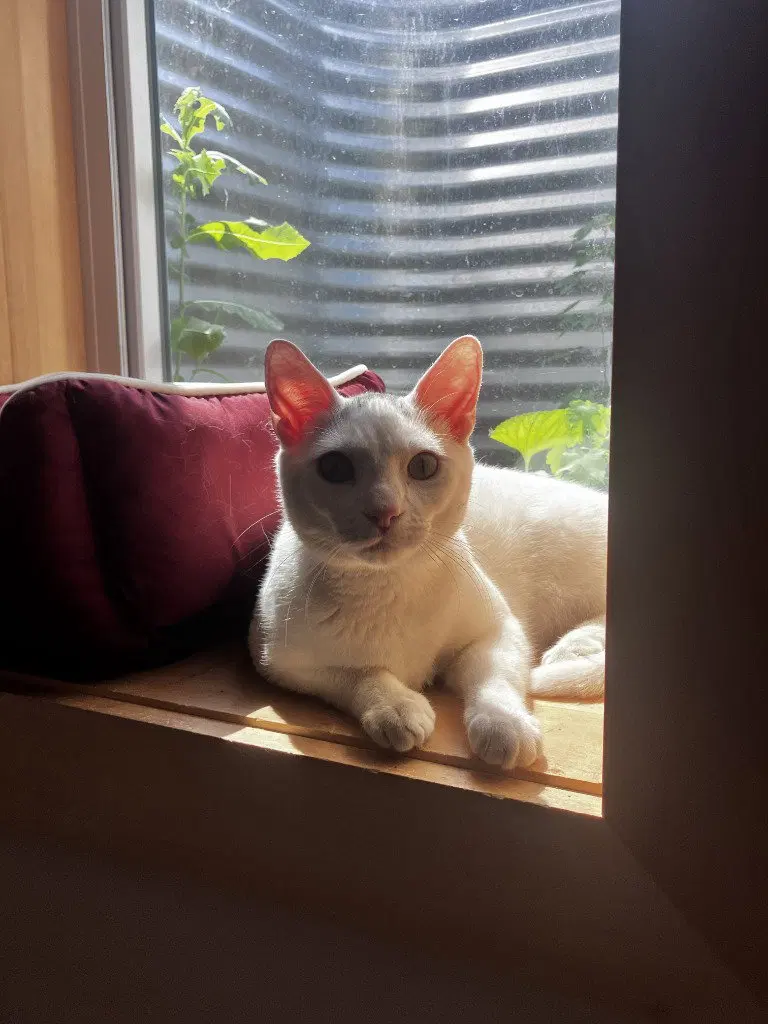 Mouse, photo 4