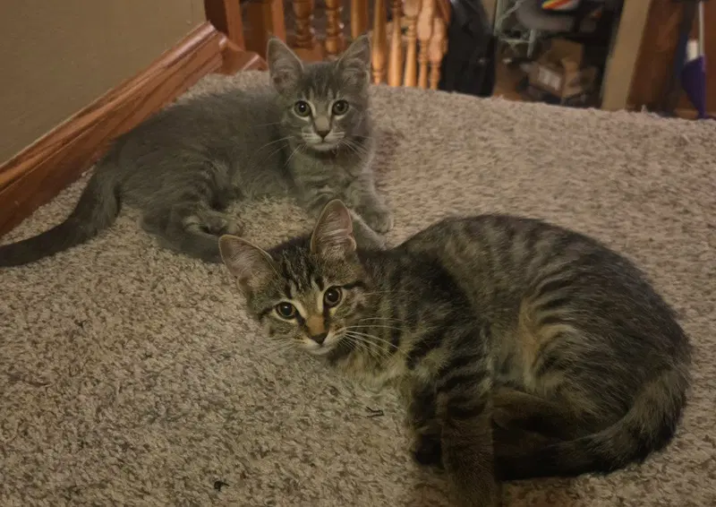 Bumblebee / Cricket, a female kitten up for adoption