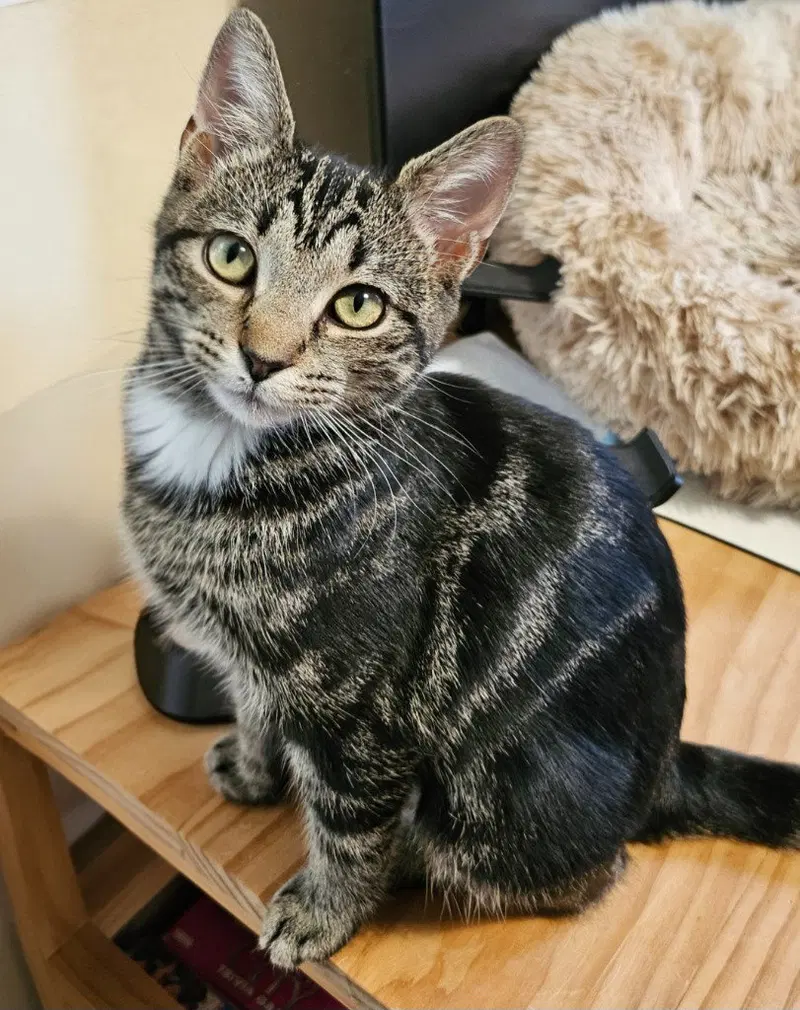 Miss Zinnia, a young female cat up for adoption