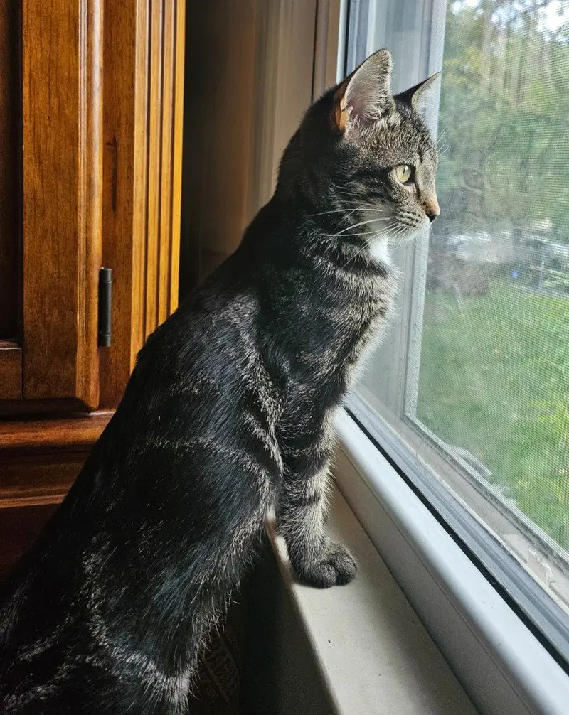 Miss Zinnia, photo 4