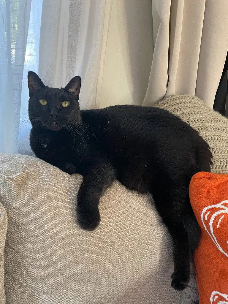 Pip, an adult female cat up for adoption