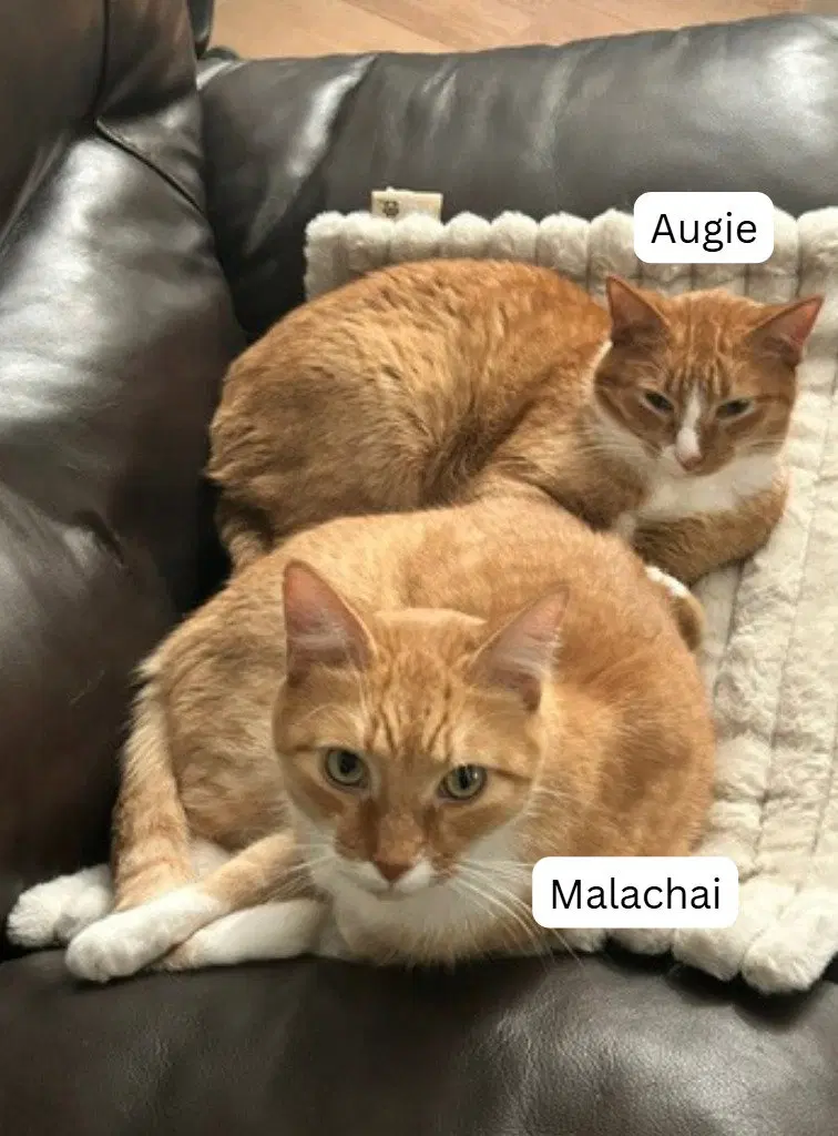 Augie / Malachai, an adult male cat up for adoption