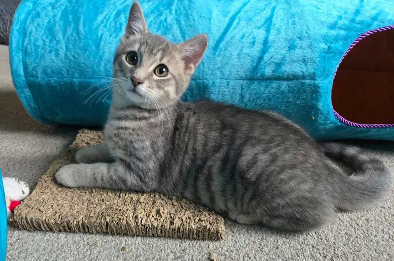 Serrano, a male kitten up for adoption