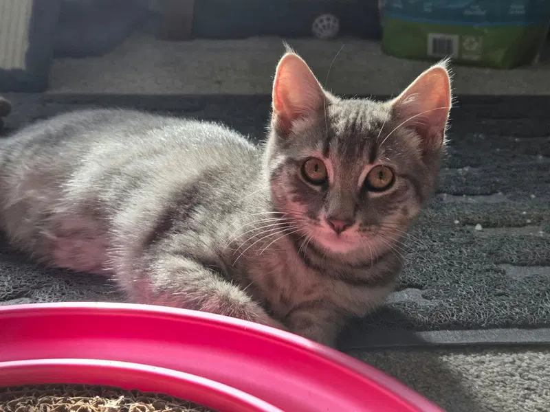 Jalapeno, a male kitten up for adoption