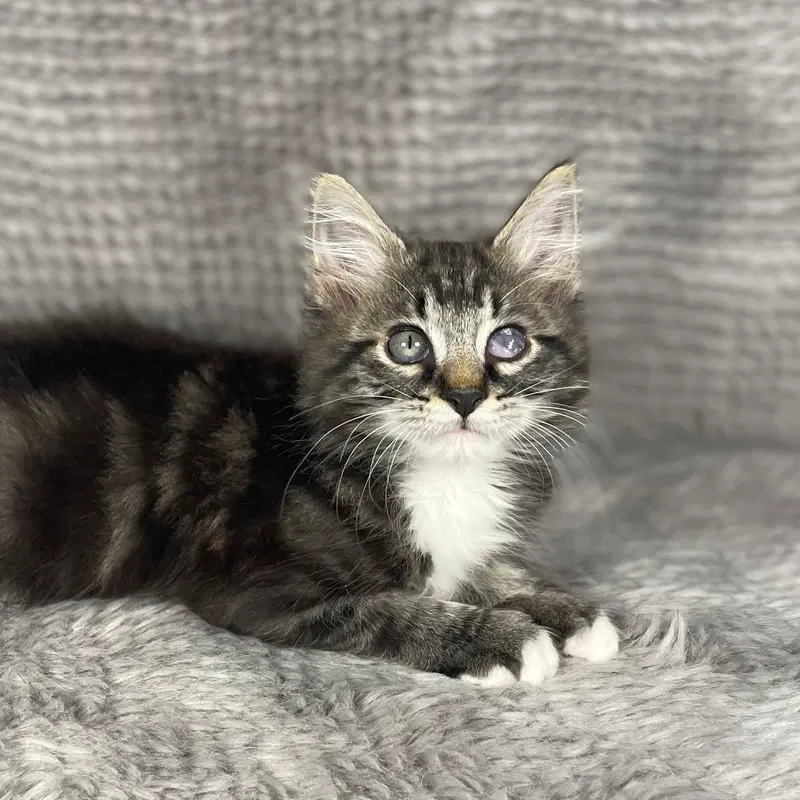 Beckham, a male kitten up for adoption