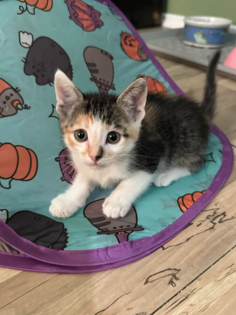 June B, a young female cat up for adoption