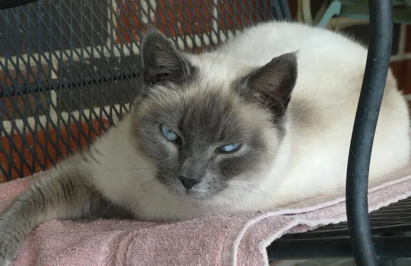 Lilac, Willow Grove PA 01/27/2026, an adult female Siamese cat up for adoption