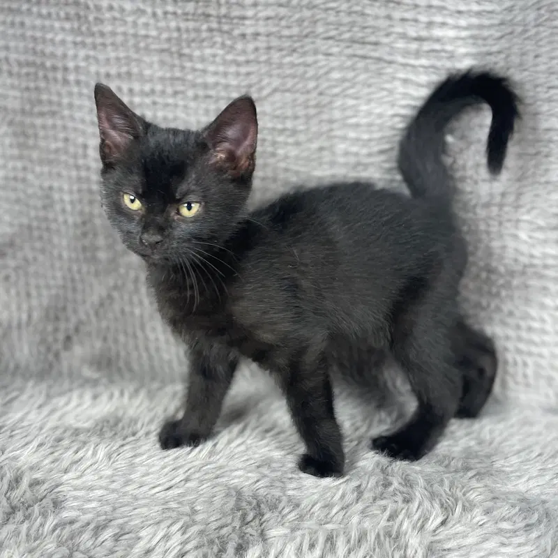 Eclipse, a male kitten up for adoption