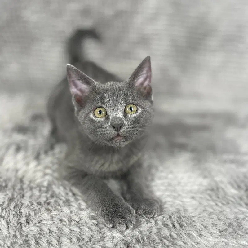 Corona, a female kitten up for adoption