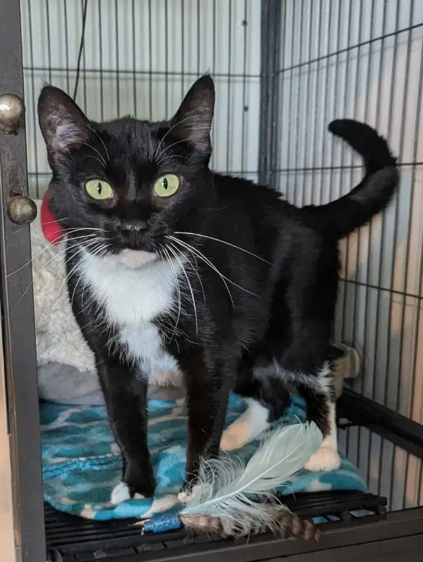 Squish Squash, an adult female Tuxedo cat up for adoption
