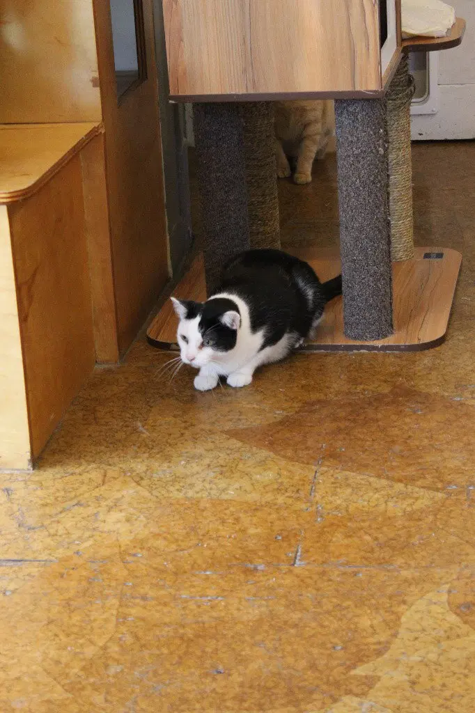 Mr Moo, photo 2