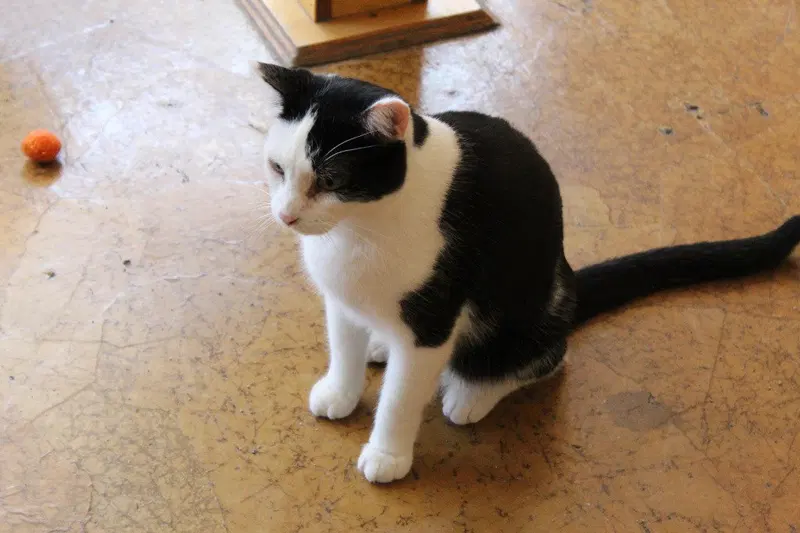 Mr Moo, photo 3