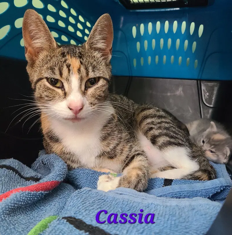 Cassia, a young female cat up for adoption