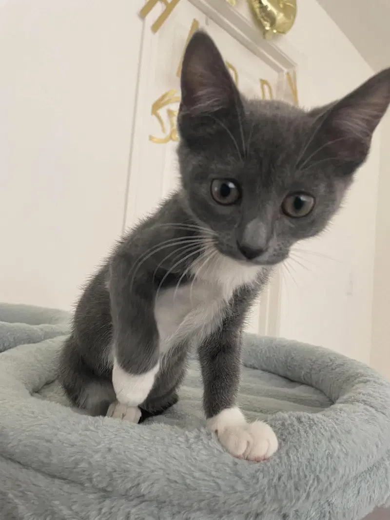 Binky, a female kitten up for adoption
