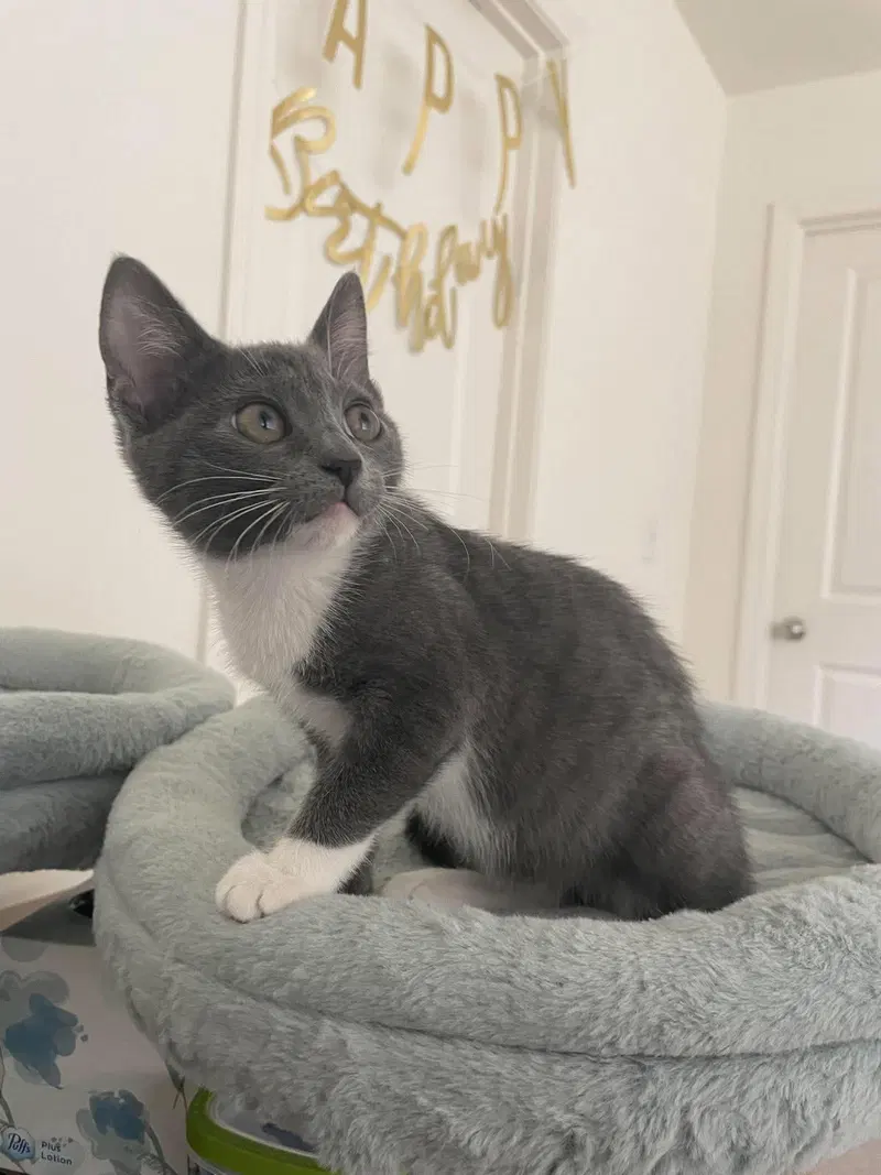 Binky, photo 3