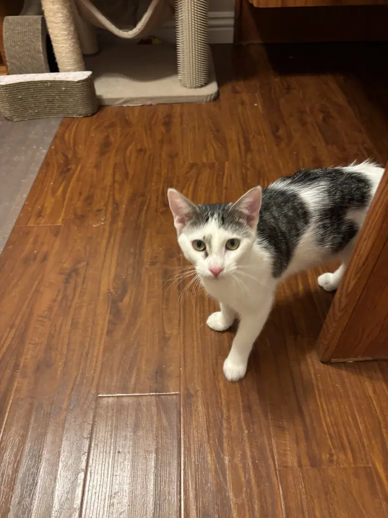 Vince, a young male Tabby cat up for adoption