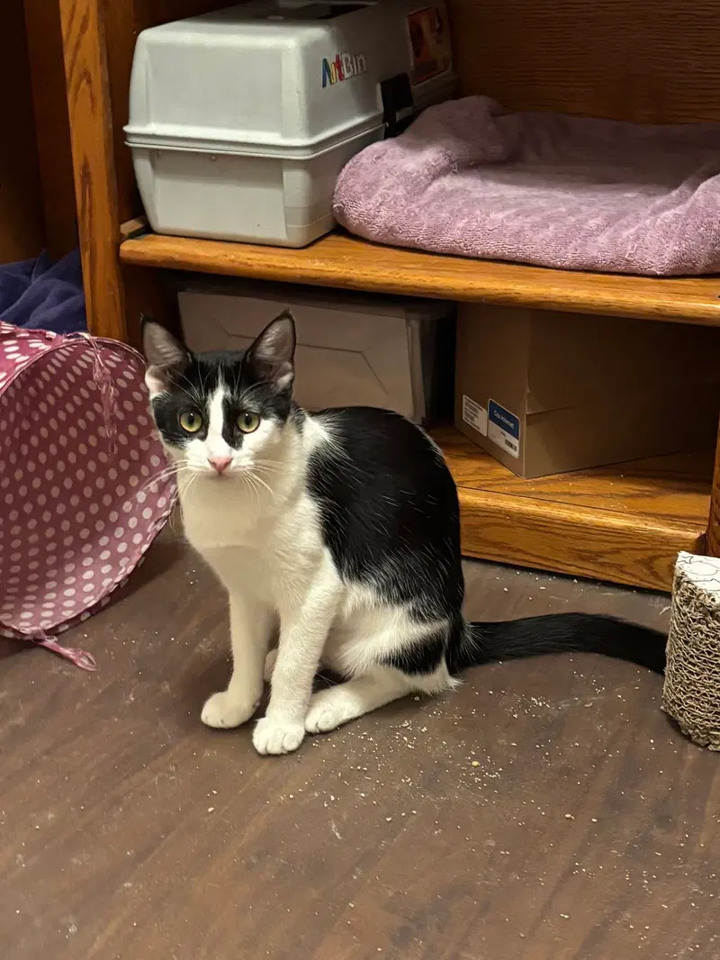 Valeria, a young female Tuxedo cat up for adoption