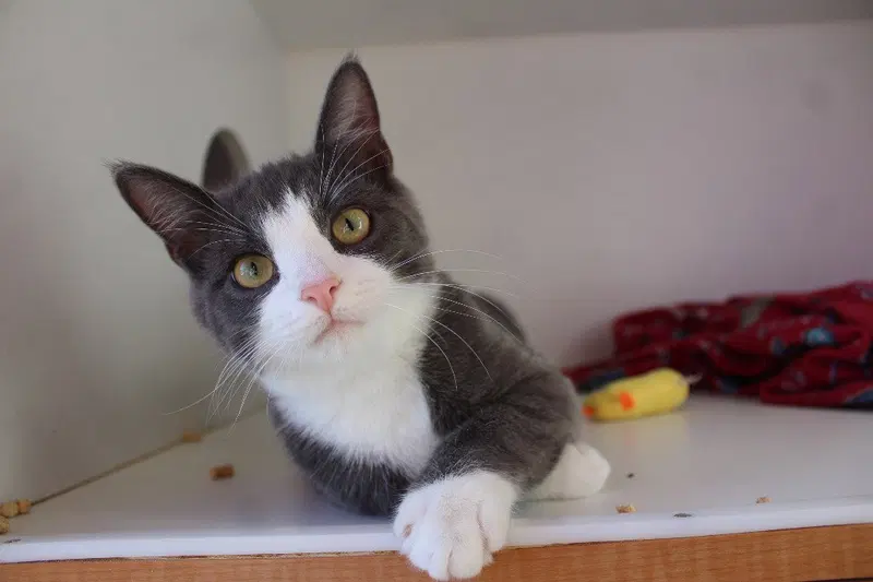 Karen Smith, a young female cat up for adoption