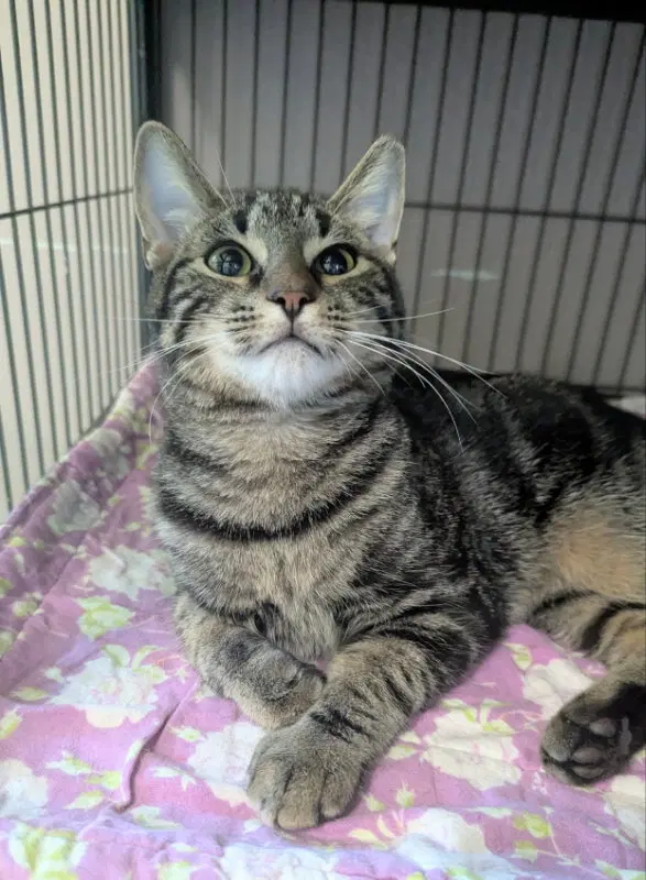 Pablo, a young male Tabby cat up for adoption