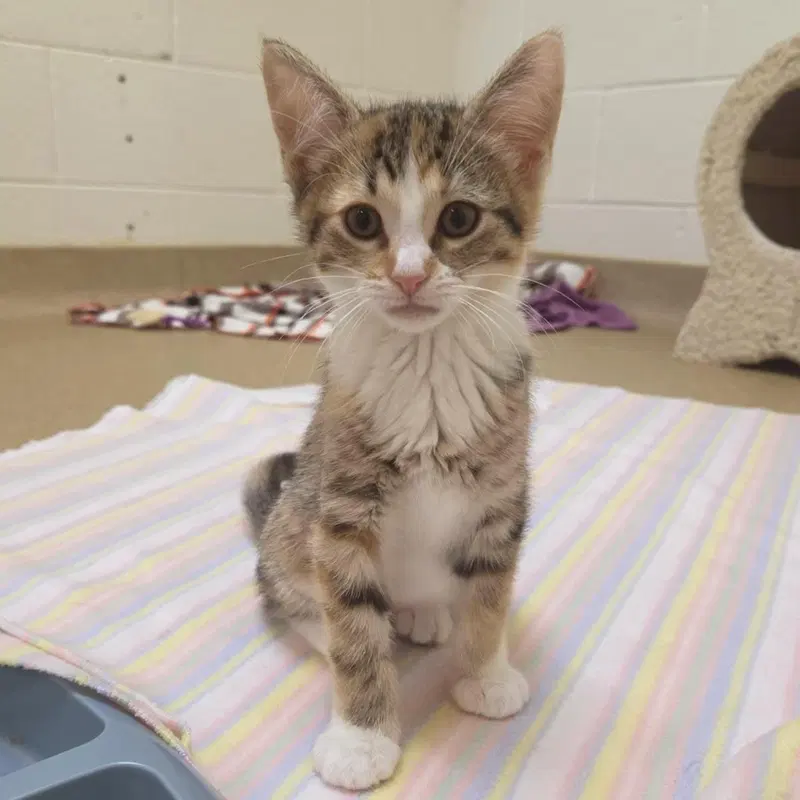 Rover, a female kitten up for adoption