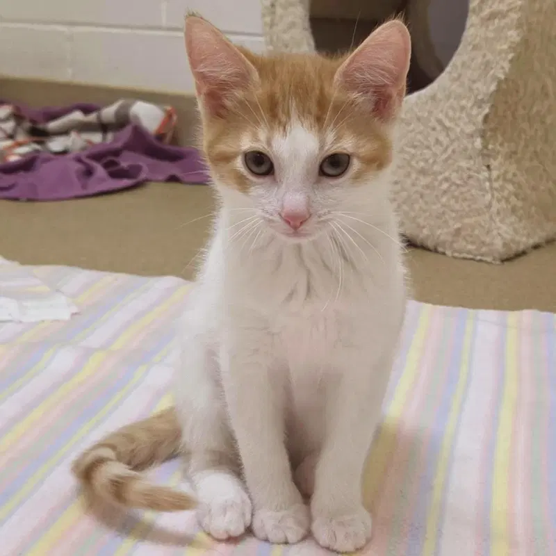 Martian, a male kitten up for adoption