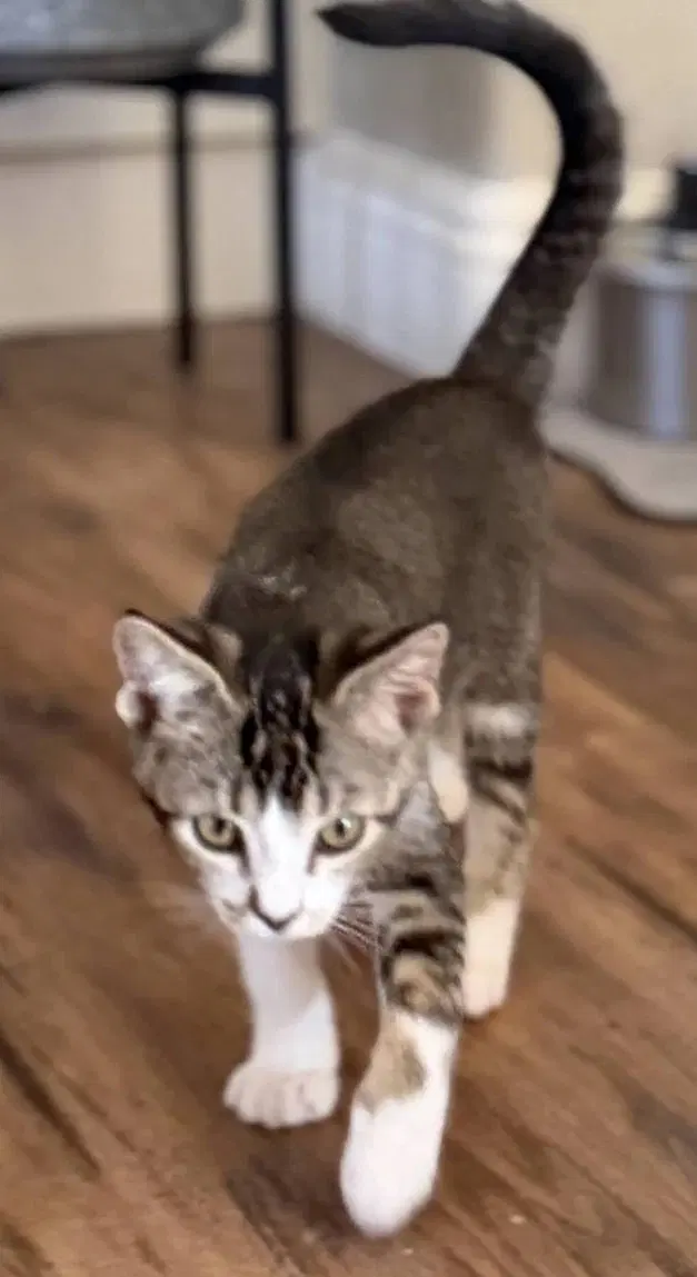 Enola, a female Tabby kitten up for adoption