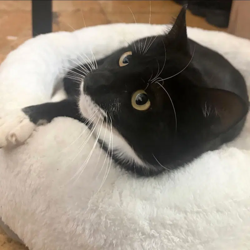 Misky, an adult male cat up for adoption