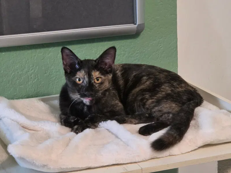 Moonlight, a female kitten up for adoption