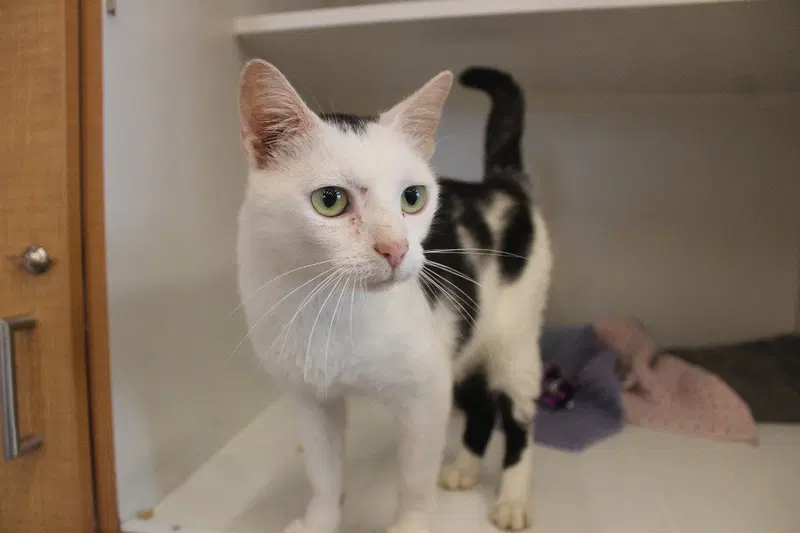 Cornelia Kernelton, an adult female cat up for adoption