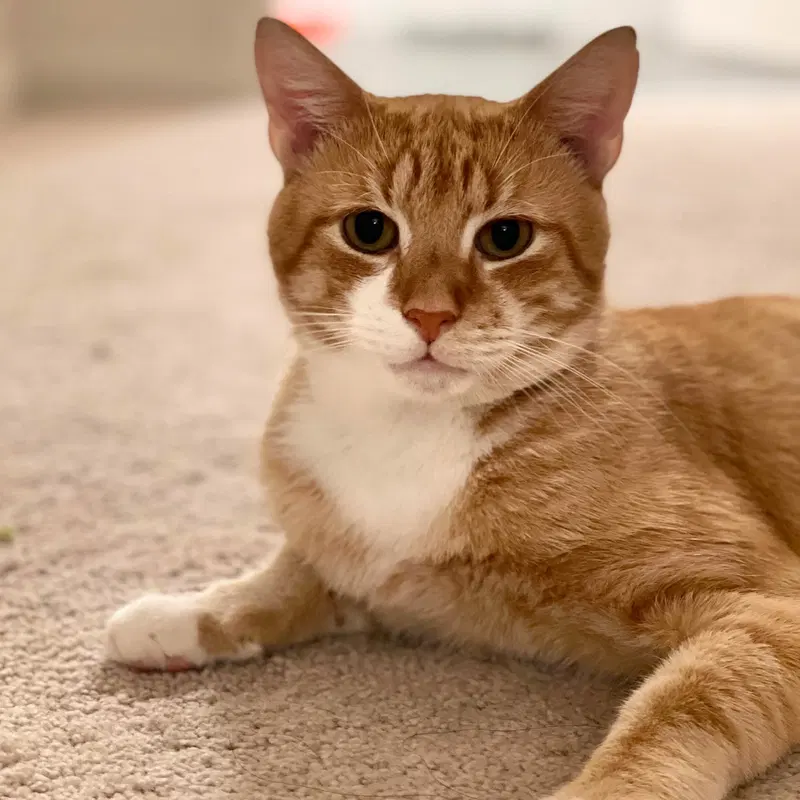 Sid, an adult male cat up for adoption