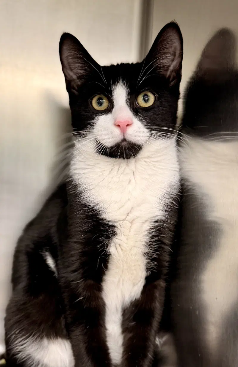 Tuna, a young male cat up for adoption
