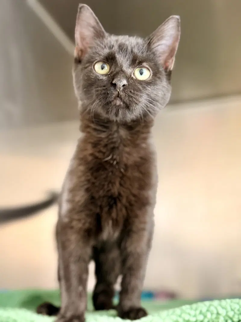 Briar, a female kitten up for adoption
