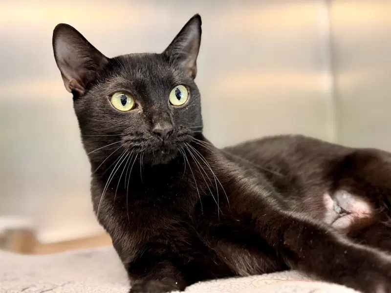 Octavia, a young female cat up for adoption