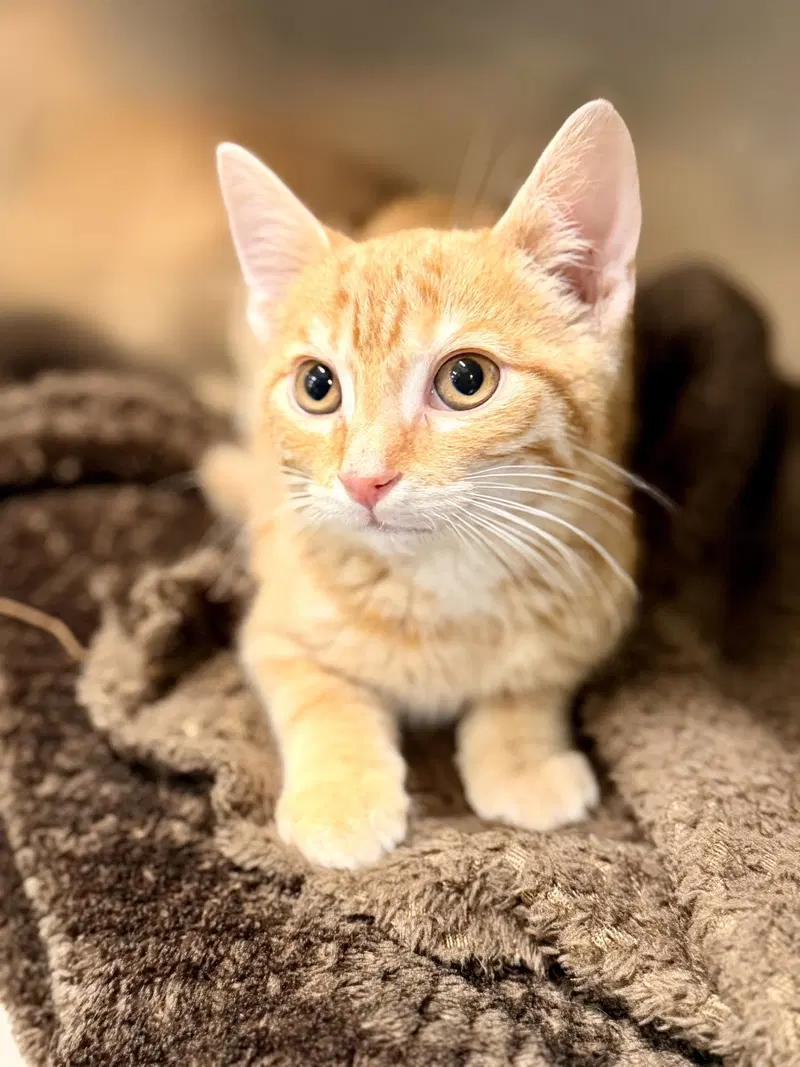 Fox, a male kitten up for adoption
