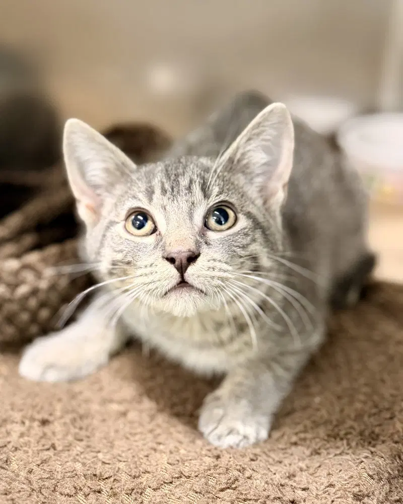 Flannel, a male kitten up for adoption