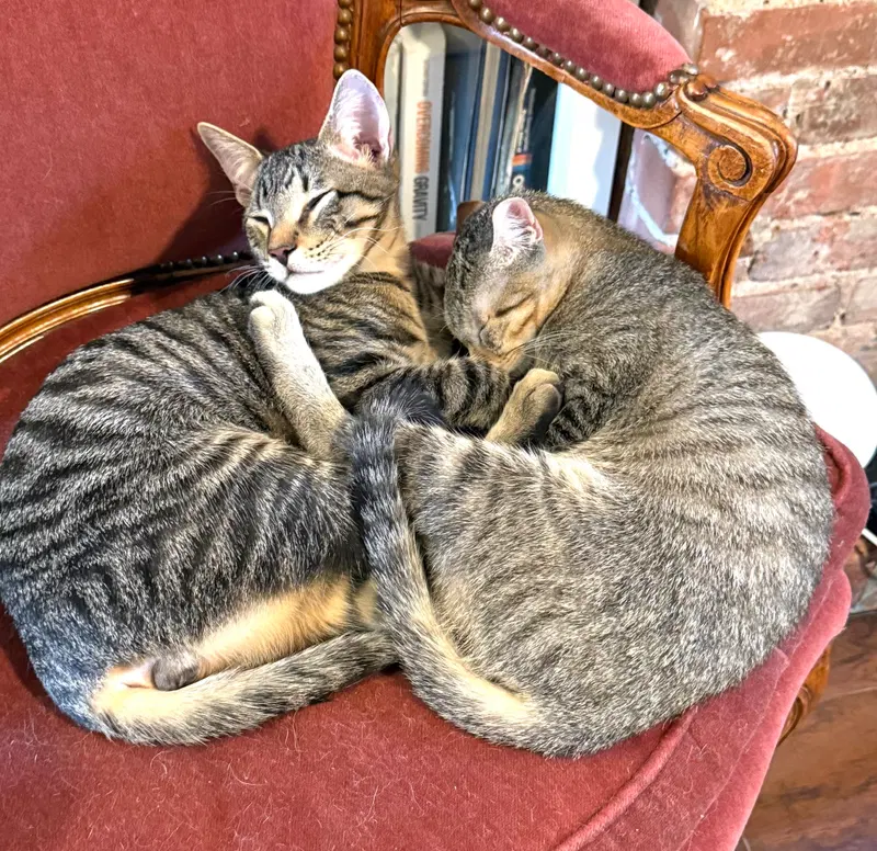 Remus and Romulus, male kittens up for adoption