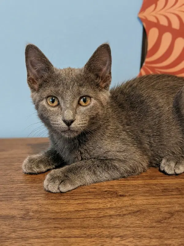 Rachel, a female Russian Blue cat up for adoption