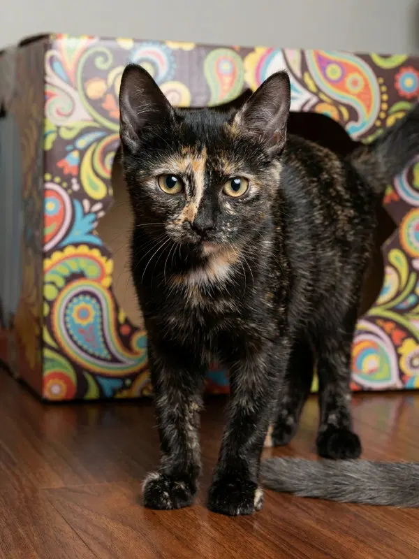 Renee, a female Tortoiseshell cat up for adoption