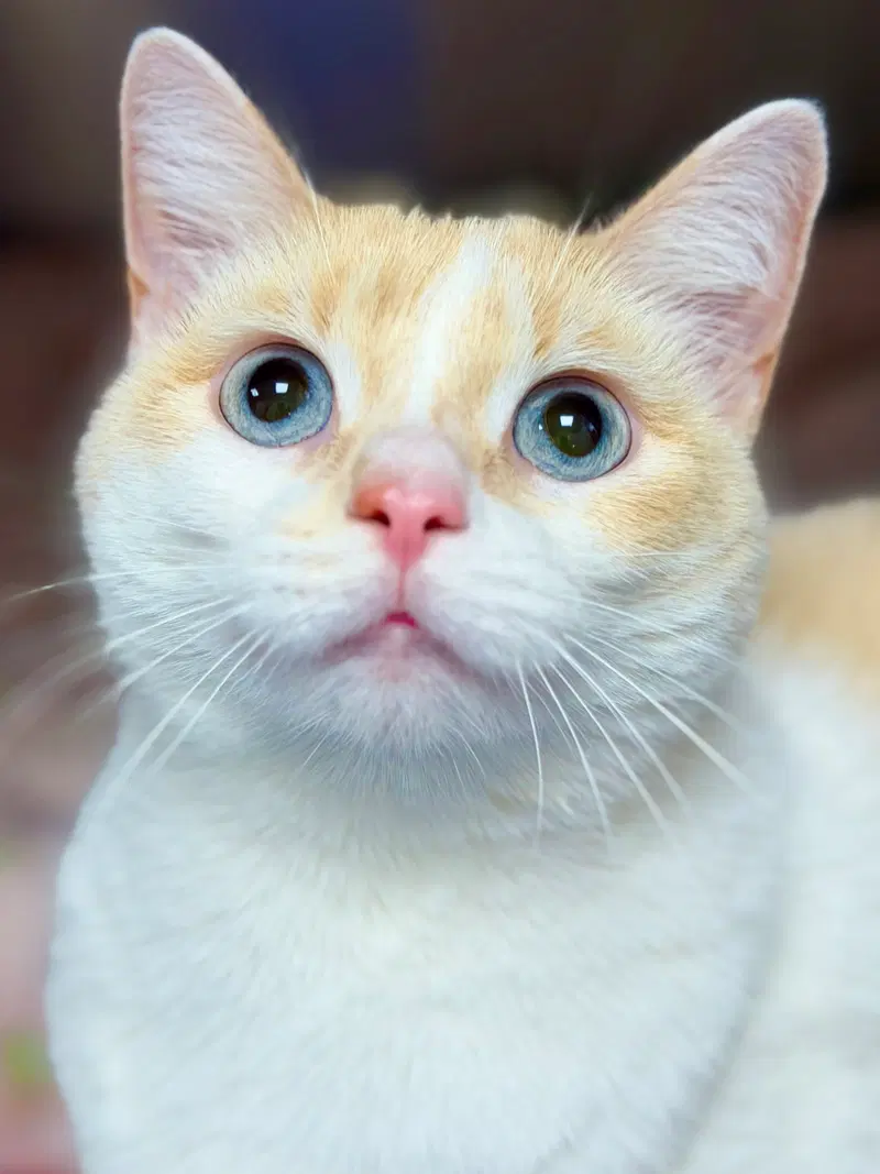 Winter, an adult female Siamese cat up for adoption