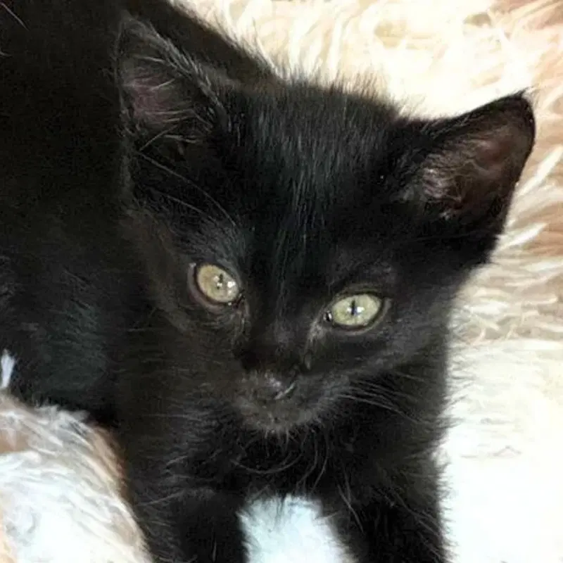 Amo, a male kitten up for adoption