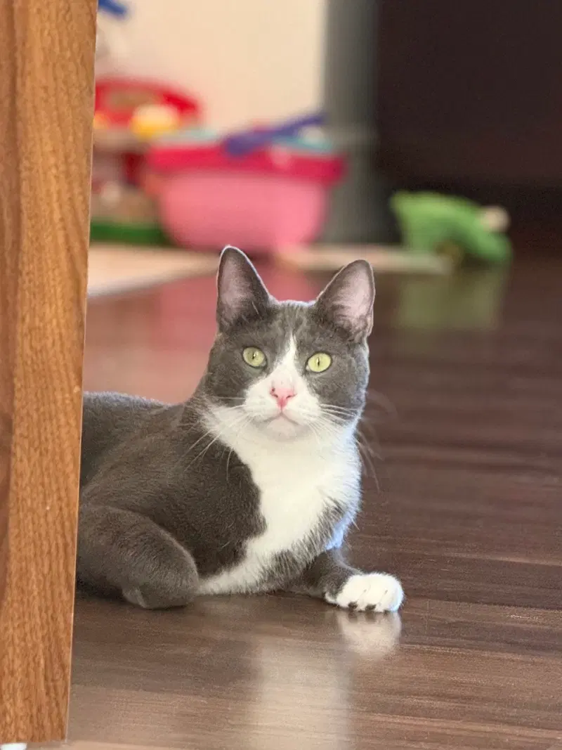 Pax, an adult male cat up for adoption